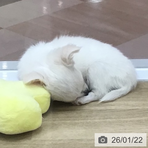 宮崎県のチワワ(ロング) (ペットプラス 宮崎店/2025年11月12日生まれ/女の子/クリームホワイト)の子犬の4枚目の画像