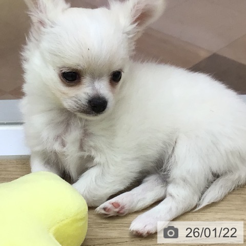 宮崎県のチワワ(ロング) (ペットプラス 宮崎店/2025年11月12日生まれ/女の子/クリームホワイト)の子犬の3枚目の画像