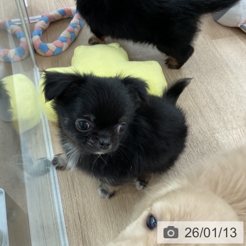 福岡県のチワワ(ロング) (ペットプラス 八幡東店/2025年11月12日生まれ/男の子/ブラックタンホワイト)の子犬の4枚目の画像