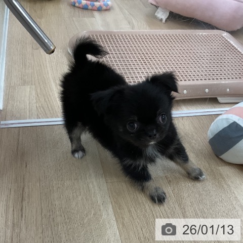 福岡県のチワワ(ロング) (ペットプラス 八幡東店/2025年11月12日生まれ/男の子/ブラックタンホワイト)の子犬の3枚目の画像