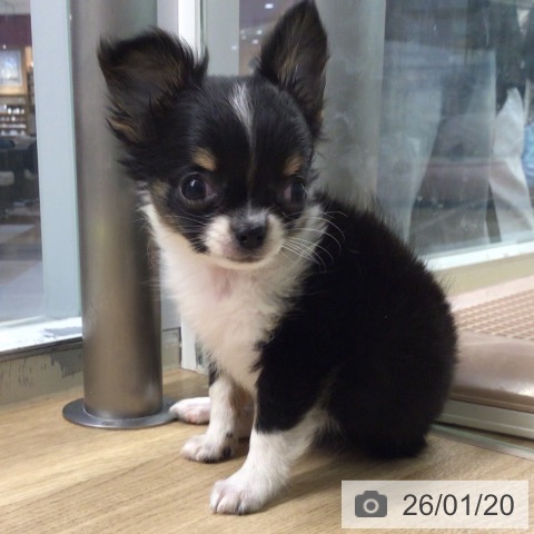 宮崎県のチワワ(ロング) (ペットプラス 宮崎店/2025年11月12日生まれ/女の子/ブラックタンホワイト)の子犬の4枚目の画像