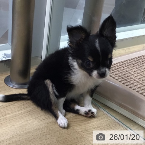 宮崎県のチワワ(ロング) (ペットプラス 宮崎店/2025年11月12日生まれ/女の子/ブラックタンホワイト)の子犬の3枚目の画像