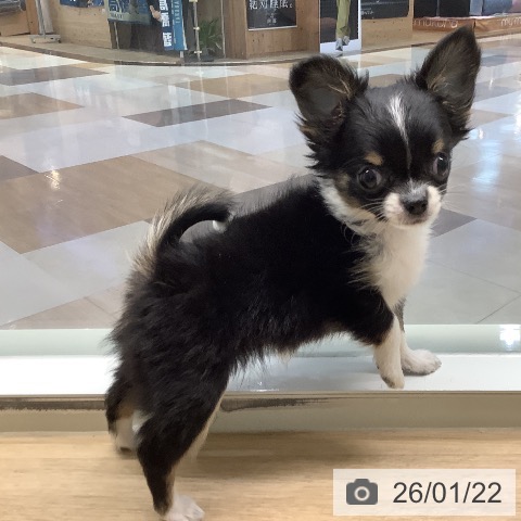 宮崎県のチワワ(ロング) (ペットプラス 宮崎店/2025年11月12日生まれ/女の子/ブラックタンホワイト)の子犬の4枚目の画像