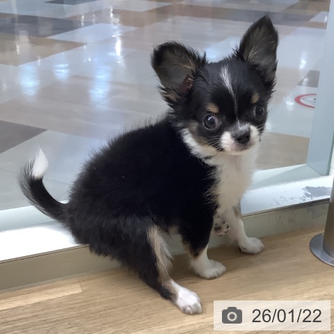 宮崎県のチワワ(ロング) (ペットプラス 宮崎店/2025年11月12日生まれ/女の子/ブラックタンホワイト)の子犬の3枚目の画像