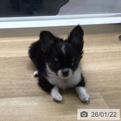 宮崎県のチワワ(ロング) (ペットプラス 宮崎店/2025年11月12日生まれ/女の子/ブラックタンホワイト)の子犬の4枚目の画像