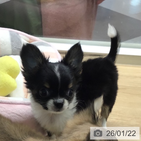 宮崎県のチワワ(ロング) (ペットプラス 宮崎店/2025年11月12日生まれ/女の子/ブラックタンホワイト)の子犬の3枚目の画像