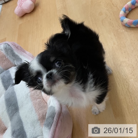 福岡県のチワワ(ロング) (ペットプラス 福岡店/2025年11月12日生まれ/女の子/ブラックタンホワイト)の子犬の3枚目の画像