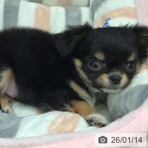 熊本県のチワワ(ロング) (ペットプラス 熊本店/2025年11月12日生まれ/女の子/ブラックタンホワイト)の子犬の4枚目の画像