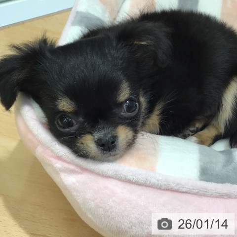 熊本県のチワワ(ロング) (ペットプラス 熊本店/2025年11月12日生まれ/女の子/ブラックタンホワイト)の子犬の3枚目の画像