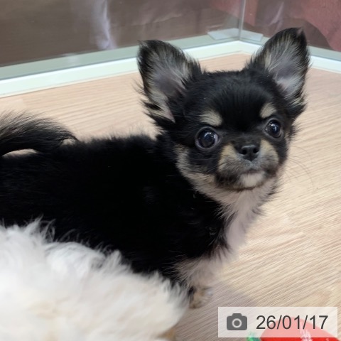 千葉県のチワワ(ロング) (ペットプラス 幕張新都心店/2025年11月12日生まれ/女の子/ブラックタンホワイト)の子犬の4枚目の画像