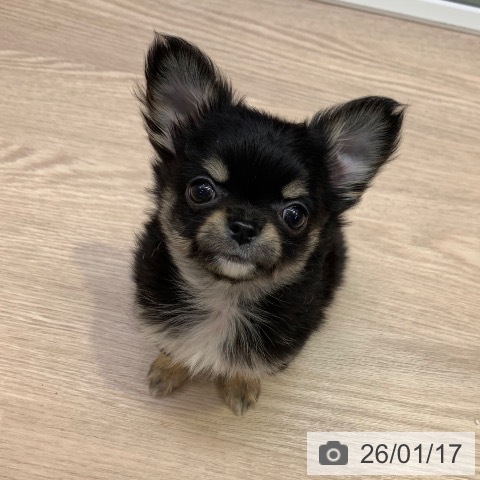 千葉県のチワワ(ロング) (ペットプラス 幕張新都心店/2025年11月12日生まれ/女の子/ブラックタンホワイト)の子犬の3枚目の画像