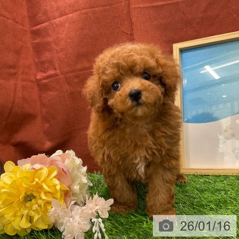 千葉県のトイプードル(トイ) (ペットプラス コトエ流山おおたかの森店/2025年11月11日生まれ/男の子/レッド)の子犬の3枚目の画像