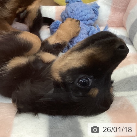 カニーンヘン・ダックスフンドの写真