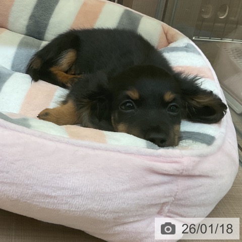 カニーンヘン・ダックスフンドの写真