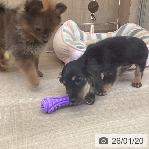 カニーンヘン・ダックスフンドの写真