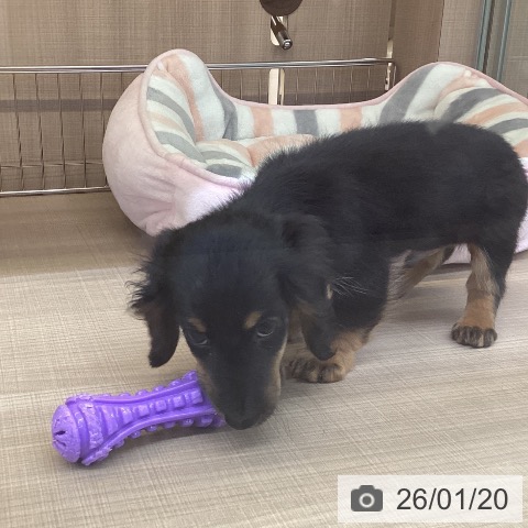 カニーンヘン・ダックスフンドの写真