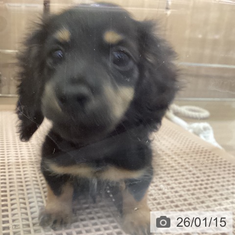 カニーンヘン・ダックスフンドの写真