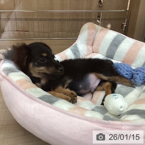 神奈川県のカニンヘンダックスフンド(ロング) (ペッツワン 横須賀久里浜店/2025年11月13日生まれ/男の子/ブラックタン)の子犬の3枚目の画像