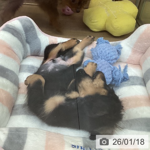 神奈川県のカニンヘンダックスフンド(ロング) (ペッツワン 横須賀久里浜店/2025年11月13日生まれ/男の子/ブラックタン)の子犬の3枚目の画像