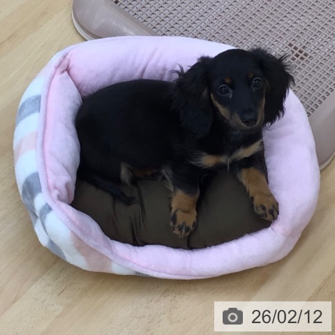 青森県のカニンヘンダックスフンド(ロング) (ペットプラス 青森浜田店/2025年11月13日生まれ/男の子/ブラックタン)の子犬の4枚目の画像