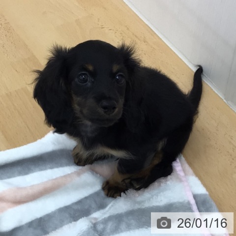 青森県のカニンヘンダックスフンド(ロング) (ペットプラス 青森浜田店/2025年11月13日生まれ/男の子/ブラックタン)の子犬の4枚目の画像