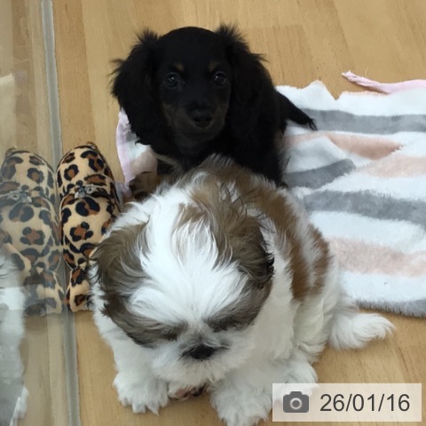 青森県のカニンヘンダックスフンド(ロング) (ペットプラス 青森浜田店/2025年11月13日生まれ/男の子/ブラックタン)の子犬の3枚目の画像