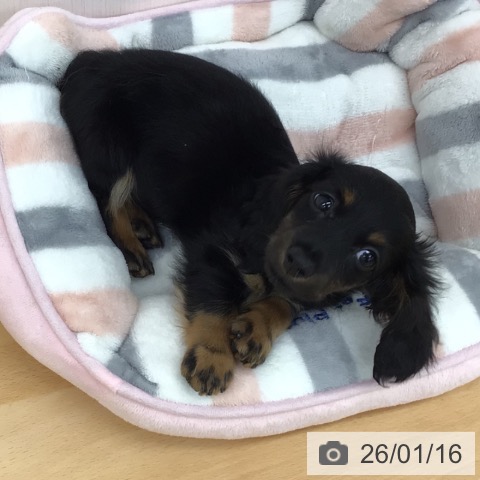 青森県のカニンヘンダックスフンド(ロング) (ペットプラス 青森浜田店/2025年11月13日生まれ/男の子/ブラックタン)の子犬の3枚目の画像