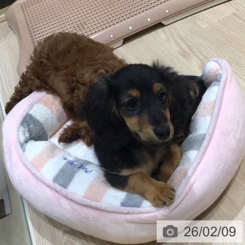 神奈川県のカニンヘンダックスフンド(ロング) (ペットプラス 川崎ルフロン店/2025年11月13日生まれ/女の子/ブラックタン)の子犬の3枚目の画像