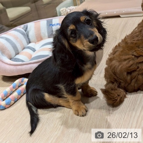 神奈川県のカニンヘンダックスフンド(ロング) (ペットプラス 川崎ルフロン店/2025年11月13日生まれ/女の子/ブラックタン)の子犬の3枚目の画像