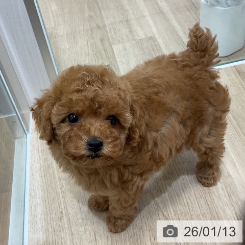 福岡県のトイプードル(トイ) (ペットプラス 香椎浜店/2025年11月13日生まれ/男の子/レッド)の子犬の3枚目の画像