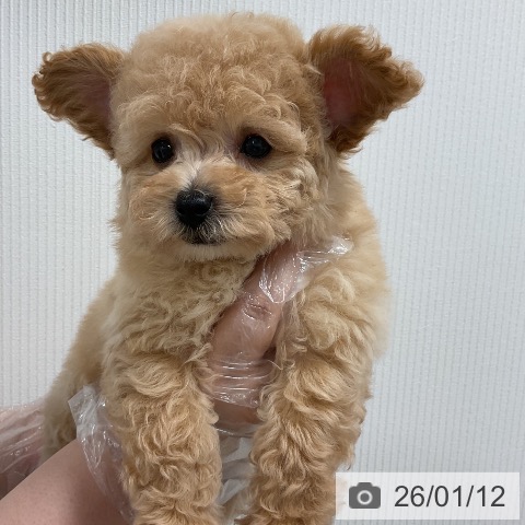 福岡県のトイプードル(トイ) (ペットプラス 香椎浜店/2025年11月13日生まれ/男の子/アプリコット)の子犬の4枚目の画像