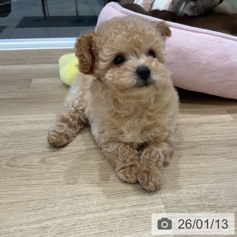 福岡県のトイプードル(トイ) (ペットプラス 香椎浜店/2025年11月13日生まれ/男の子/アプリコット)の子犬の3枚目の画像