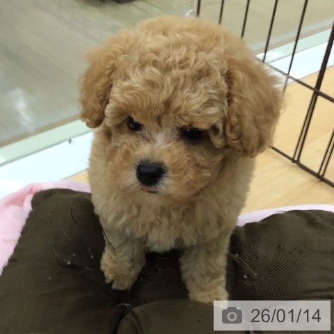 福岡県のトイプードル(トイ) (ペットプラス 福岡店/2025年11月13日生まれ/男の子/アプリコット)の子犬の4枚目の画像