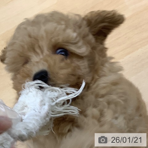 福岡県のトイプードル(トイ) (ペットプラス 福岡店/2025年11月13日生まれ/男の子/アプリコット)の子犬の3枚目の画像