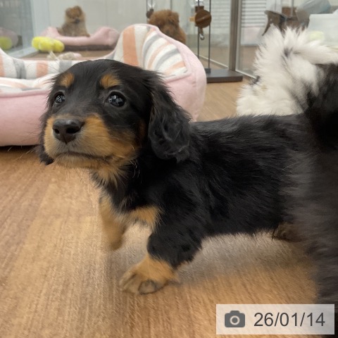 千葉県のカニンヘンダックスフンド(ロング) (ペッツワン 千葉ニュータウン店/2025年11月11日生まれ/男の子/ブラックタン)の子犬の3枚目の画像