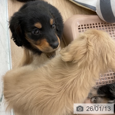 福岡県のカニンヘンダックスフンド(ロング) (ペットプラス 八幡東店/2025年11月11日生まれ/女の子/ブラックタン)の子犬の3枚目の画像