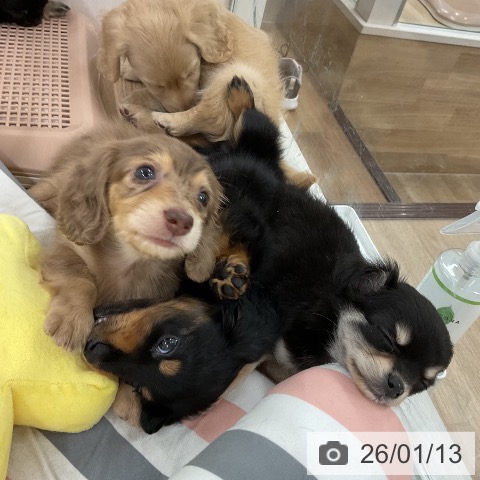 福岡県のカニンヘンダックスフンド(ロング) (ペットプラス 八幡東店/2025年11月11日生まれ/女の子/チョコレートダップル)の子犬の4枚目の画像