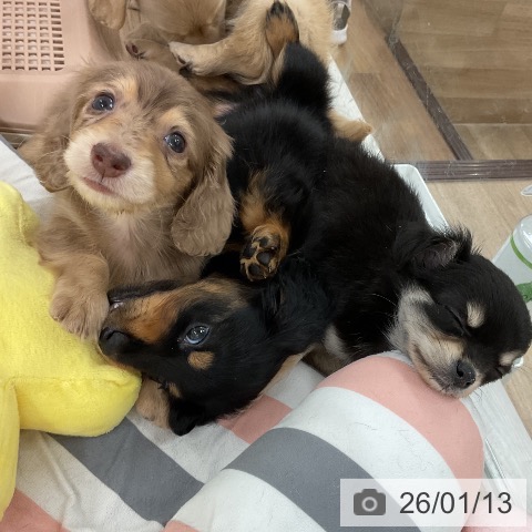 福岡県のカニンヘンダックスフンド(ロング) (ペットプラス 八幡東店/2025年11月11日生まれ/女の子/チョコレートダップル)の子犬の3枚目の画像