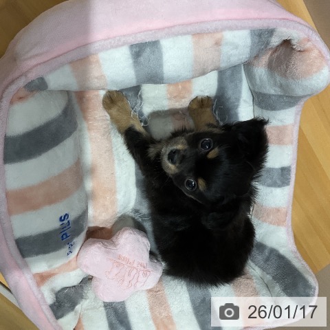 埼玉県のチワワ(ロング) (ペットプラス 与野店/2025年11月13日生まれ/男の子/ブラックタン)の子犬の4枚目の画像