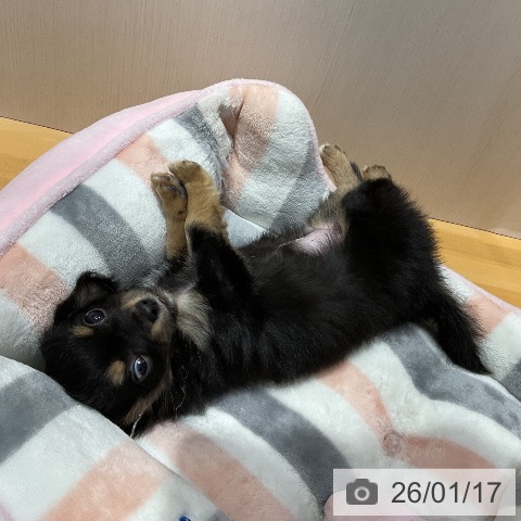 埼玉県のチワワ(ロング) (ペットプラス 与野店/2025年11月13日生まれ/男の子/ブラックタン)の子犬の3枚目の画像