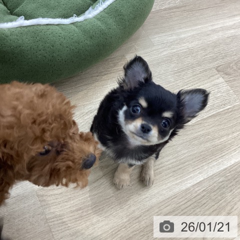 山梨県のチワワ(ロング) (ペットプラス 甲府国母店/2025年11月13日生まれ/男の子/ブラックタンホワイト)の子犬の3枚目の画像