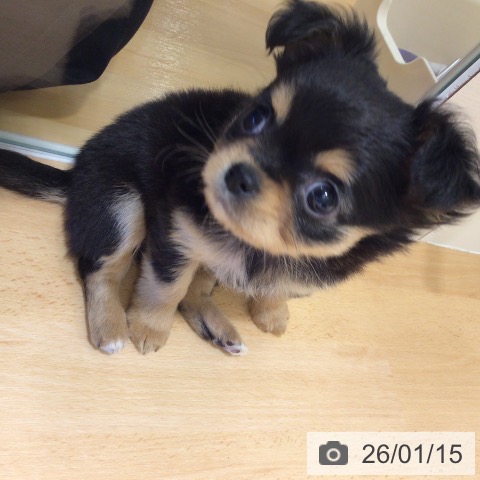 鹿児島県のチワワ(ロング) (ペットプラス 姶良店/2025年11月13日生まれ/女の子/ブラックタン)の子犬の4枚目の画像