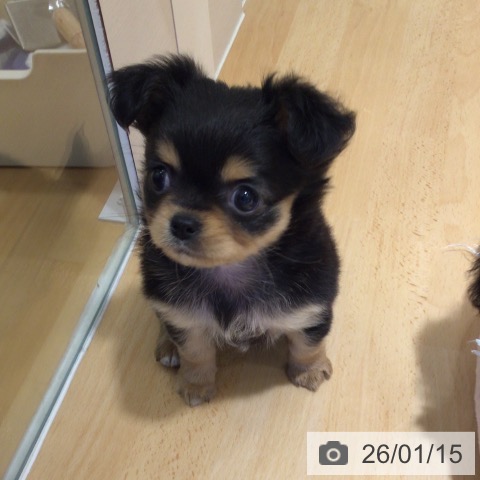 鹿児島県のチワワ(ロング) (ペットプラス 姶良店/2025年11月13日生まれ/女の子/ブラックタン)の子犬の3枚目の画像