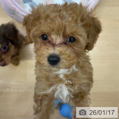 トイ・プードルの写真