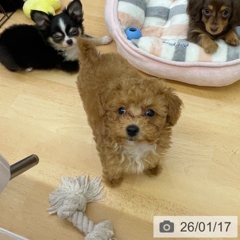 福岡県のトイプードル(トイ) (ペットプラス MARK IS 福岡ももち店/2025年11月2日生まれ/男の子/アプリコット)の子犬の3枚目の画像