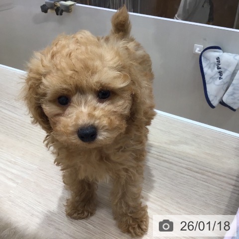 トイ・プードルの写真