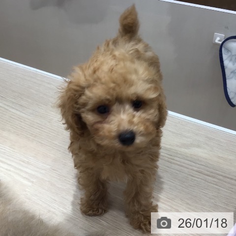 沖縄県のトイプードル(トイ) (ペットプラス 沖縄ライカム店/2025年11月2日生まれ/男の子/アプリコット)の子犬の4枚目の画像