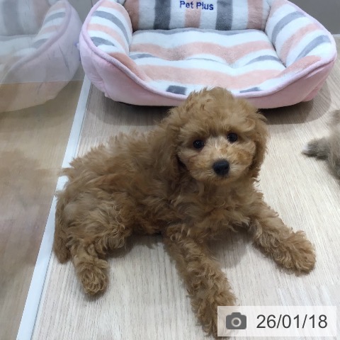 沖縄県のトイプードル(トイ) (ペットプラス 沖縄ライカム店/2025年11月2日生まれ/男の子/アプリコット)の子犬の3枚目の画像