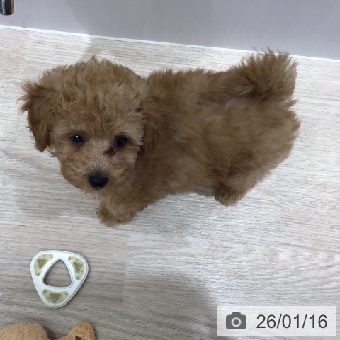 沖縄県のトイプードル(トイ) (ペットプラス 沖縄ライカム店/2025年11月2日生まれ/女の子/アプリコット)の子犬の4枚目の画像