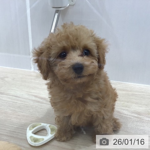 沖縄県のトイプードル(トイ) (ペットプラス 沖縄ライカム店/2025年11月2日生まれ/女の子/アプリコット)の子犬の3枚目の画像